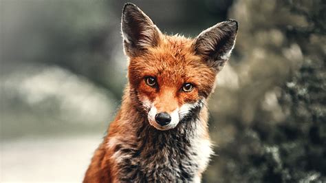 cute fox wallpaper|4k fox background images.